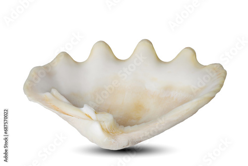 seashell isolated on white background. This has clipping path.