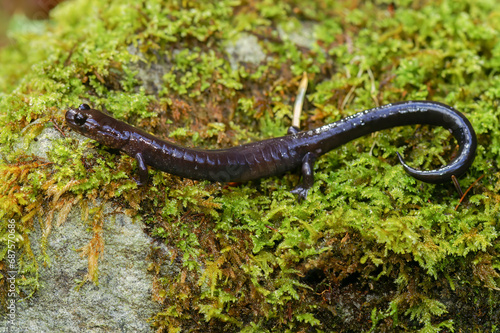 Closeup on a black adult of the endangered Del Norte salamander, Plethodon elongatus sitting on the ground in North California