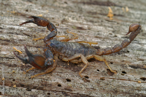 Natural close-up shot of the Western Forest scorpion, Uroctonus mordax, from California, USA