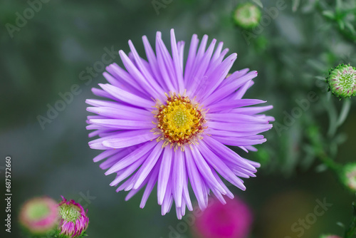 Symphyotrichum novi-belgii, delicate and beautiful garden flower.