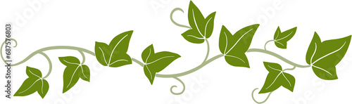 ivy vine illustration