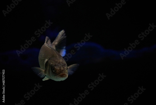 Fish close up in dark waters in Denmark. Underwater photo
