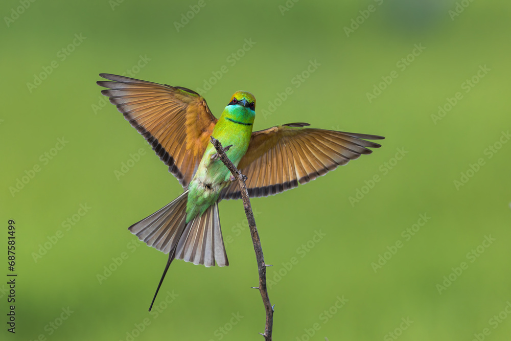 Fototapeta premium Green Bee-eater Bird in Flight and Landing