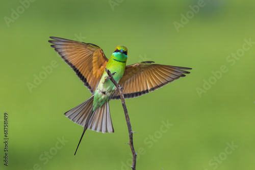 Green Bee-eater Bird in Flight and Landing