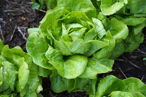 Lettuce Salad vegetables fresh green garden Organic food.