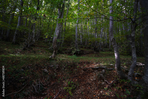 View of a dense forest in autumn.