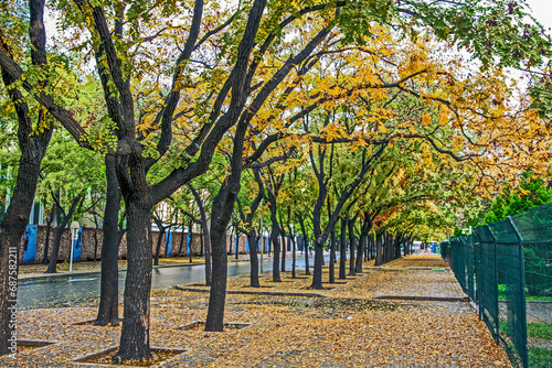 Rows of ginkgo trees early in fall creating a colorful canopy over the sidewalk, Sanlitun Dongsanjie, Sanlitun, Beijing, China photo