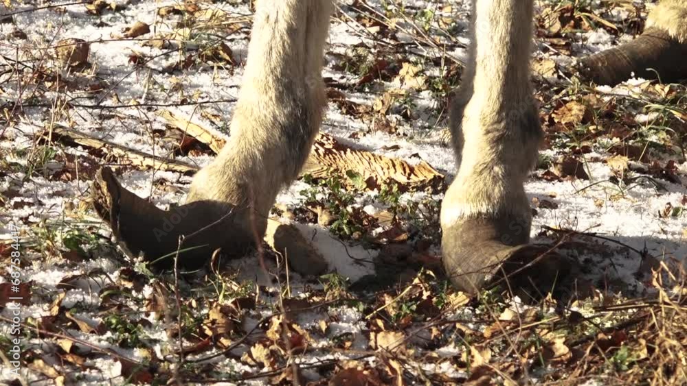 donkey's legs with untrimmed hooves in winter donkey's legs with untrimmed hooves in winter