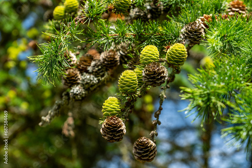 Japanese Larch Cones