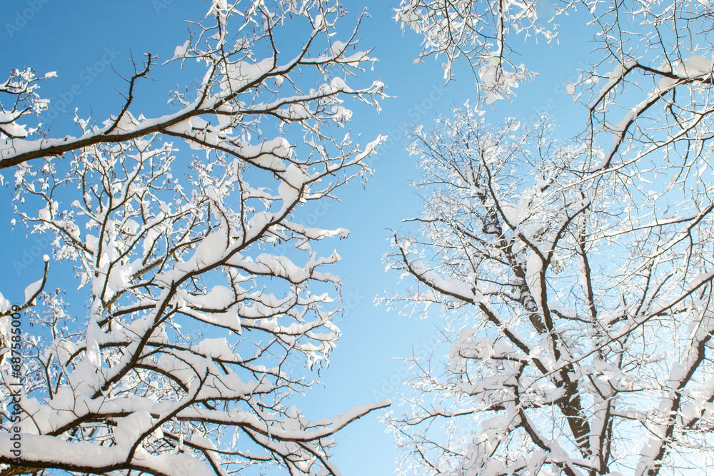 Winter Background with Branches in Snow and Ice Against the Blue Sky in Munich