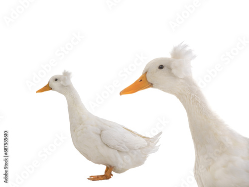 portrait white duck isolated