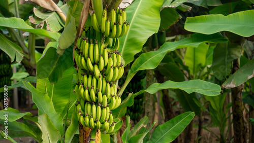 young raw green banana at a Banana plantation in salalah Oman. photo