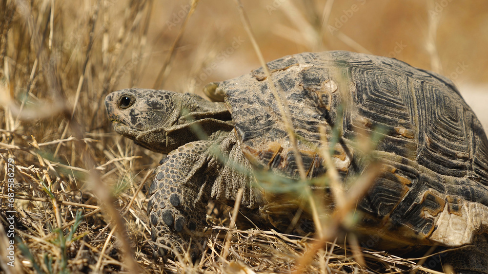Close up of a large land tortoise lying on dry yellow grass. Summer, sunny day. Side view. Close up of a large land tortoise lying on dry yellow grass. Summer, sunny day. Side view.