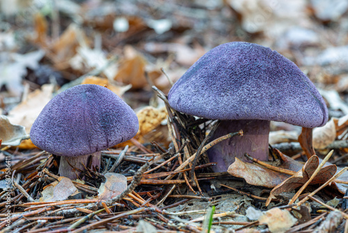 Cortinarius violaceus. Violet webcap Mushroom or Violet Cortinarium in oak and pine forest. photo