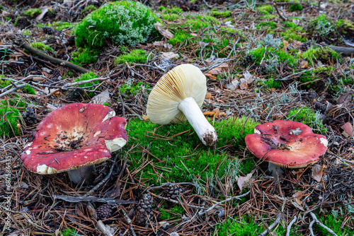 Pirate brittlegill mushrooms among the needles and cones of Scots pine. Russula turci. photo