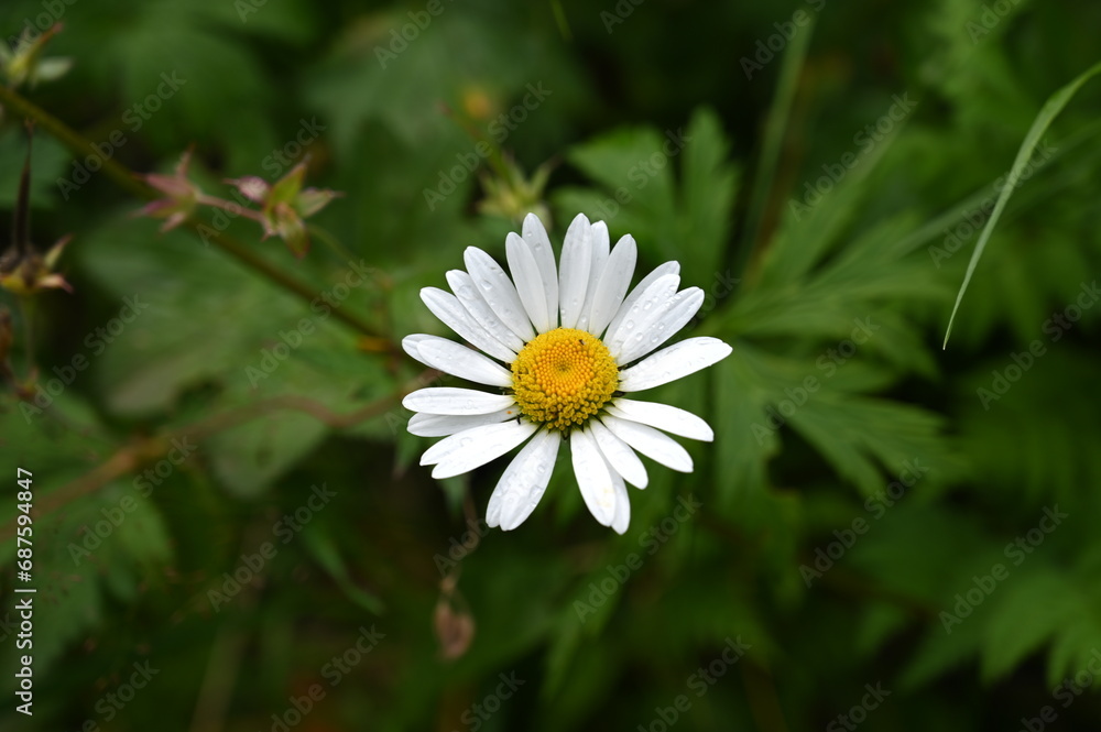 Fototapeta premium Val Formazza flowers