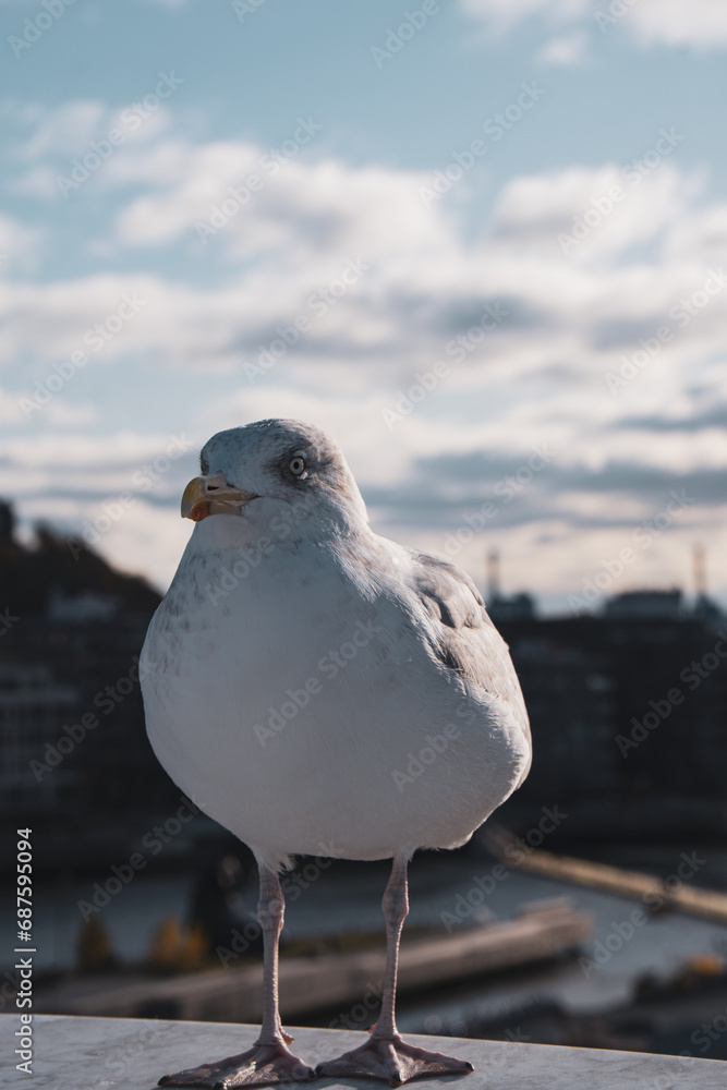 Obraz premium Bird Gull