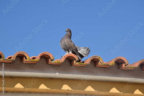 Grey Fantail Pigeon on terracota roof racks