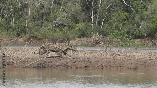 Jaguar, Panthera onca, a big solitary cat native to the Americas, hunting along the river banks of the Pantanl, the biggest swamp area of the world, near the Transpantaneira in Porto Jofre in Brazil. photo