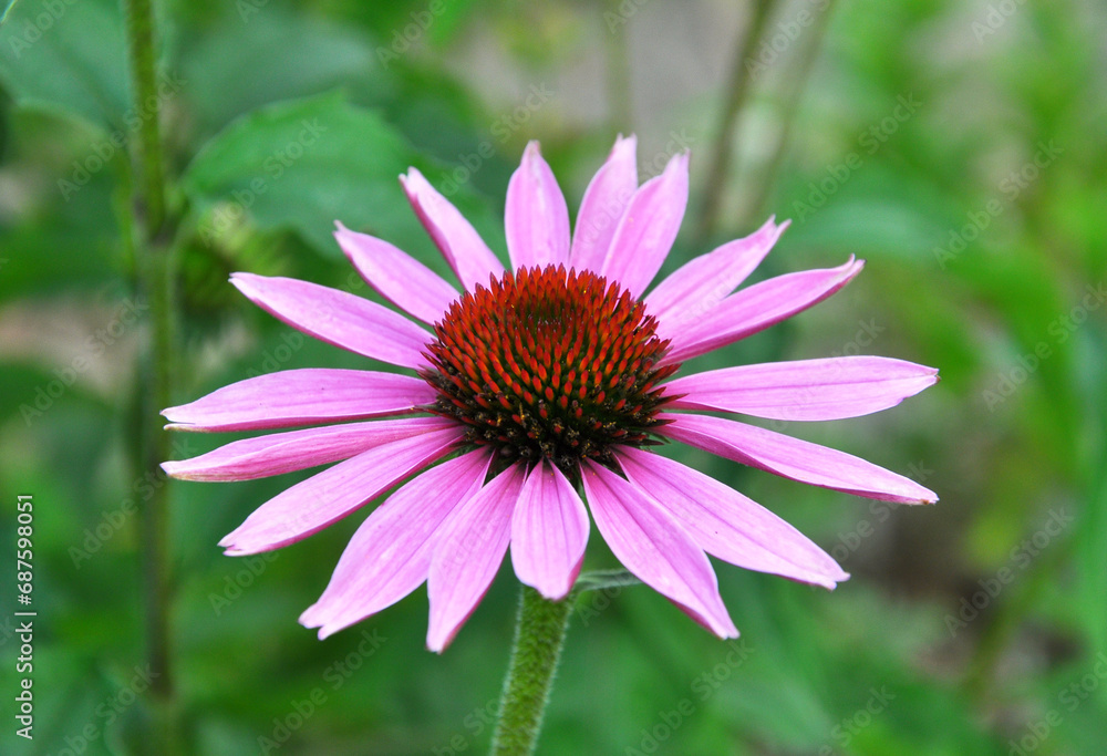 Fototapeta premium Bloom in nature echinacea purpurea