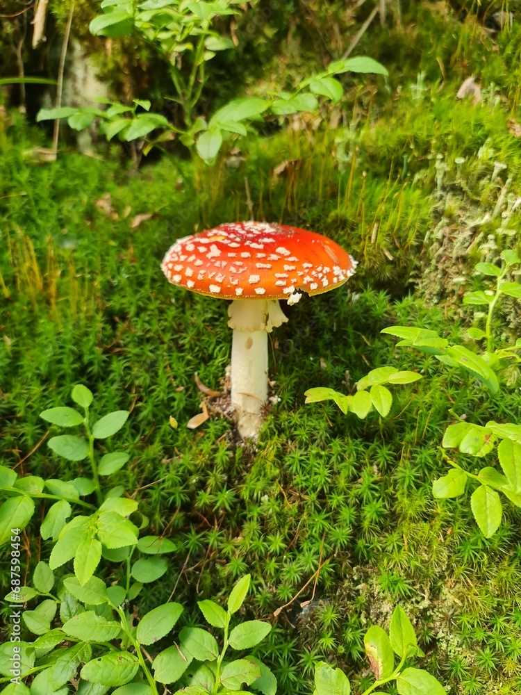 Red toadstool in the forest, detail, autumn Red toadstool in the forest, detail, autumn