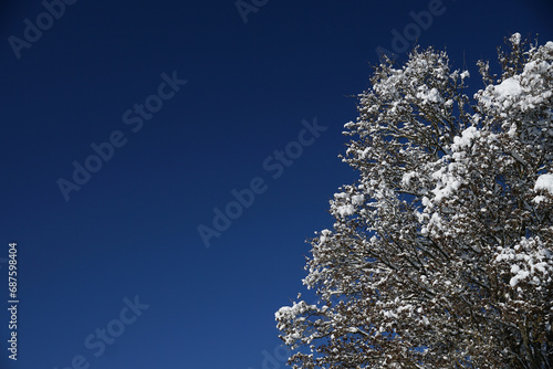 Blauer Himmel mit einem Baum mit Schnee