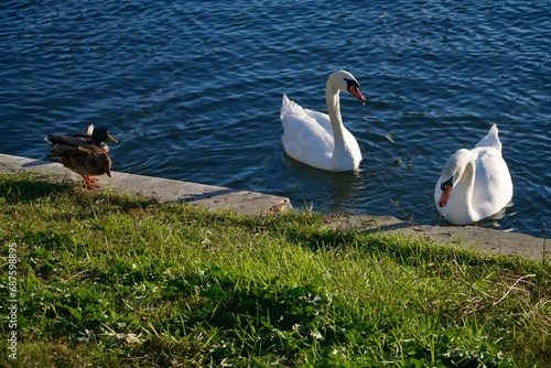 swans on the lake, Tineretului Lake, Bucharest City, Romania photo