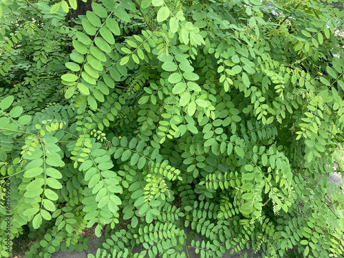 Robinienblätter 687599020