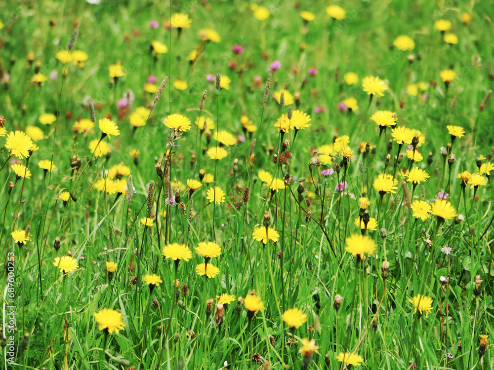 fresh green wild meadow with yellow flowers