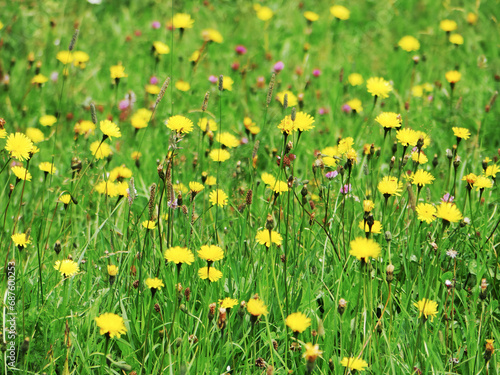 fresh green wild meadow with yellow flowers