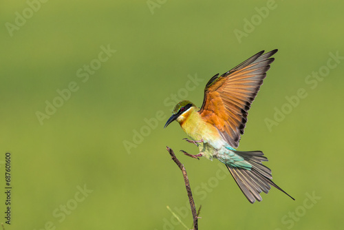 Blue Tailed Bee-eater Bird Landing Bird In Flight