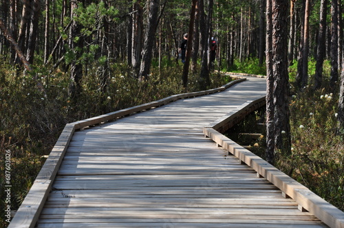 path in the bog