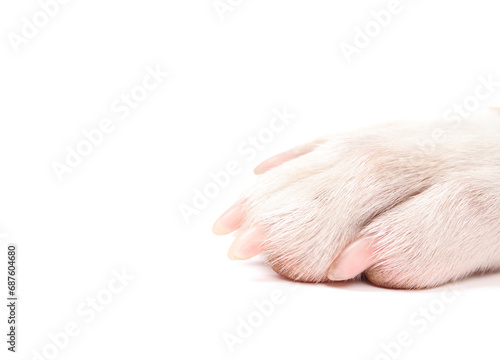 Isolated dog paw. Close up of white puppy dog front leg with pink claws. Medium sized mixed breed dog. Concept for dog foot and nail health. White background.