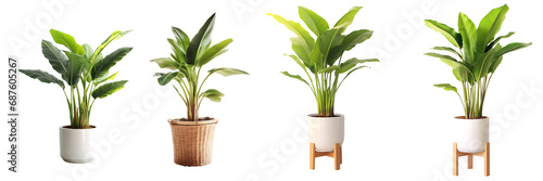 Set of banana tree in Pot, isolated on a transparent background