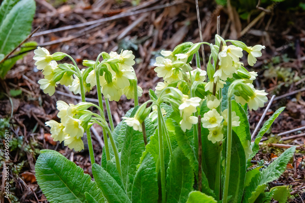 Cowslip