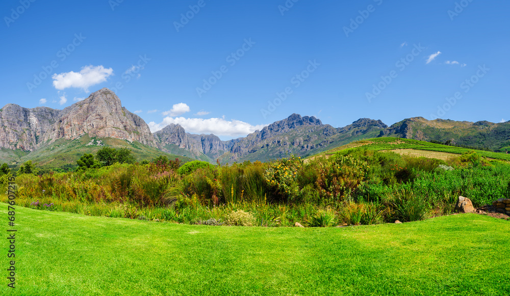 Lush green grass and protea fynbos with stellenbosch mountains in the background, Cape Town, South Africa Lush green grass and protea fynbos with stellenbosch mountains in the background, Cape Town, South Africa