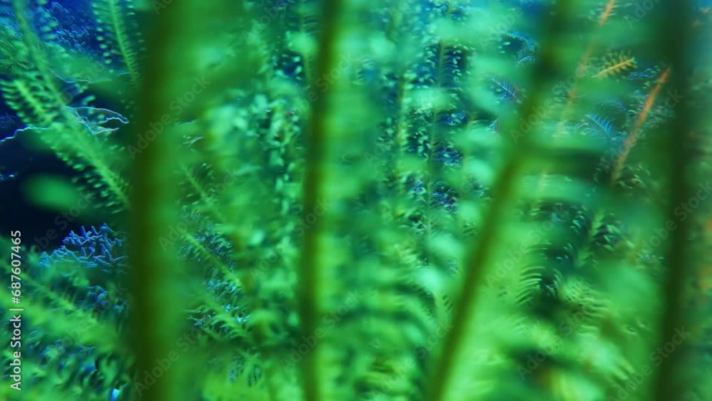 Sea lily at shallow depths in a warm tropical ocean, clear water diving on Apo Island
Sea lily at shallow depths in a warm tropical ocean, clear water diving on Apo Island