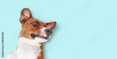 Dog lying on back on colored background with silly face while looking at camera. Cute silly puppy dog feeling happy and safe and ready for affection. Female Harrier mix dog. Selective focus. photo