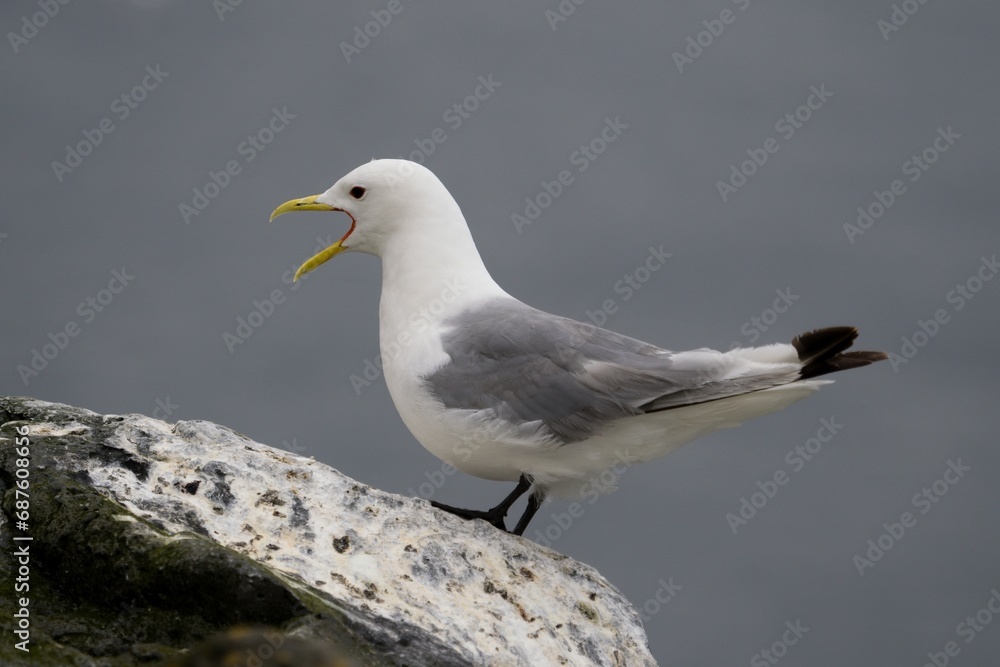 seagull on the rock