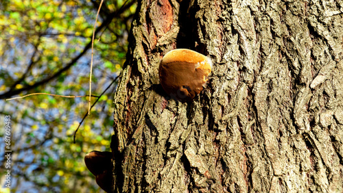 A large brown fungus growing on a tree. Fomes fomentarius. Large hoof-shaped mushroom
