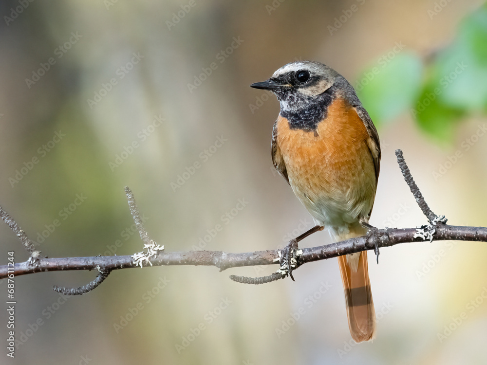 Fototapeta premium Common redstart