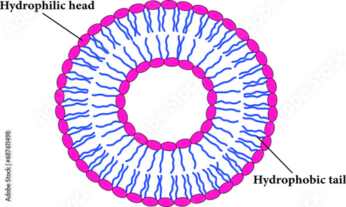 The Scheme of a liposome formed by phospholipids.Vector illustration.