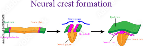 The Neural crest formation during neurulation.Vector illustration.