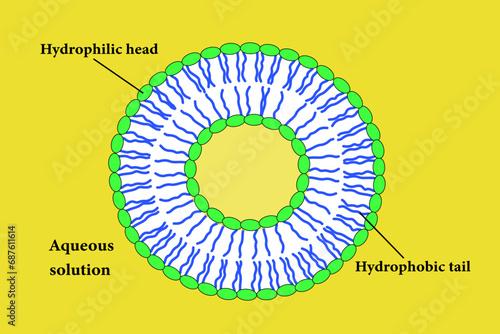 The Scheme of a liposome formed by phospholipids.Vector illustration.