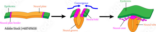 The Neural crest formation during neurulation.Vector illustration. photo