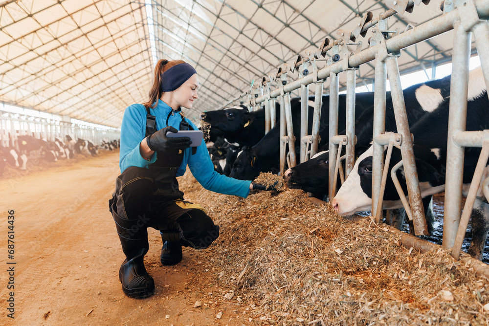 Fototapeta premium Control quality of hay for feeding cows, farmer worker uses smartphone check nutrition for health care of cattle
