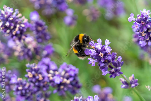 Bee enjoying some lavender flowers in the summertime