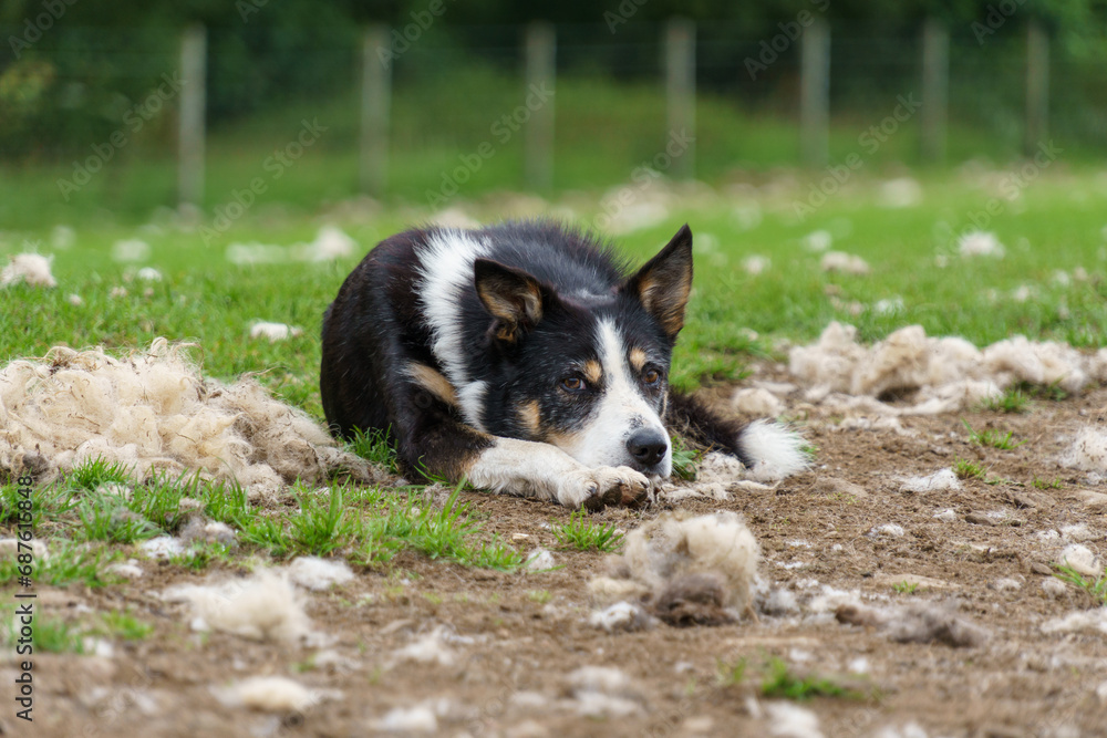 Resting sheepdog in a field full of wool with it's ears perked up