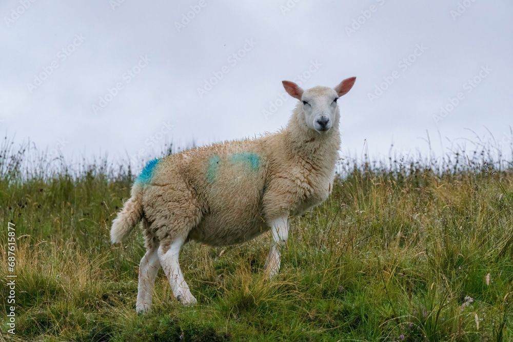Sheep standing on a hill in wet grass. It has blue paint to mark the flock. Sheep standing on a hill in wet grass. It has blue paint to mark the flock.