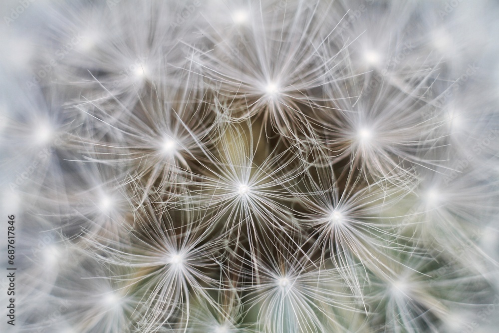 dandelion seed head